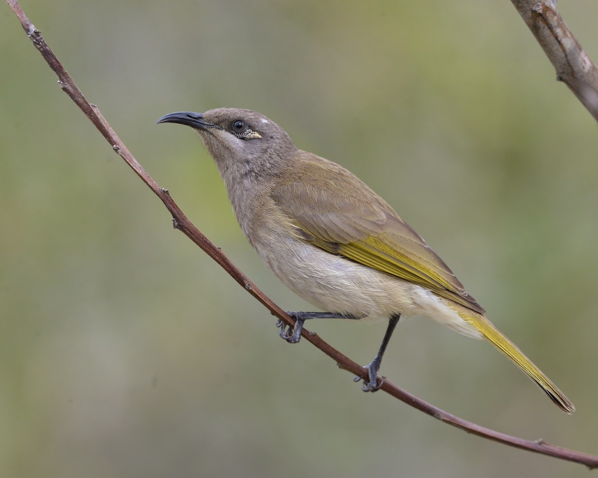 Brown Honeyeater - ML600815941