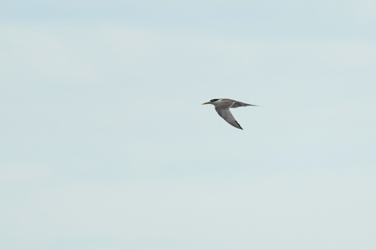 Great Crested Tern - Hung-Chieh Chien