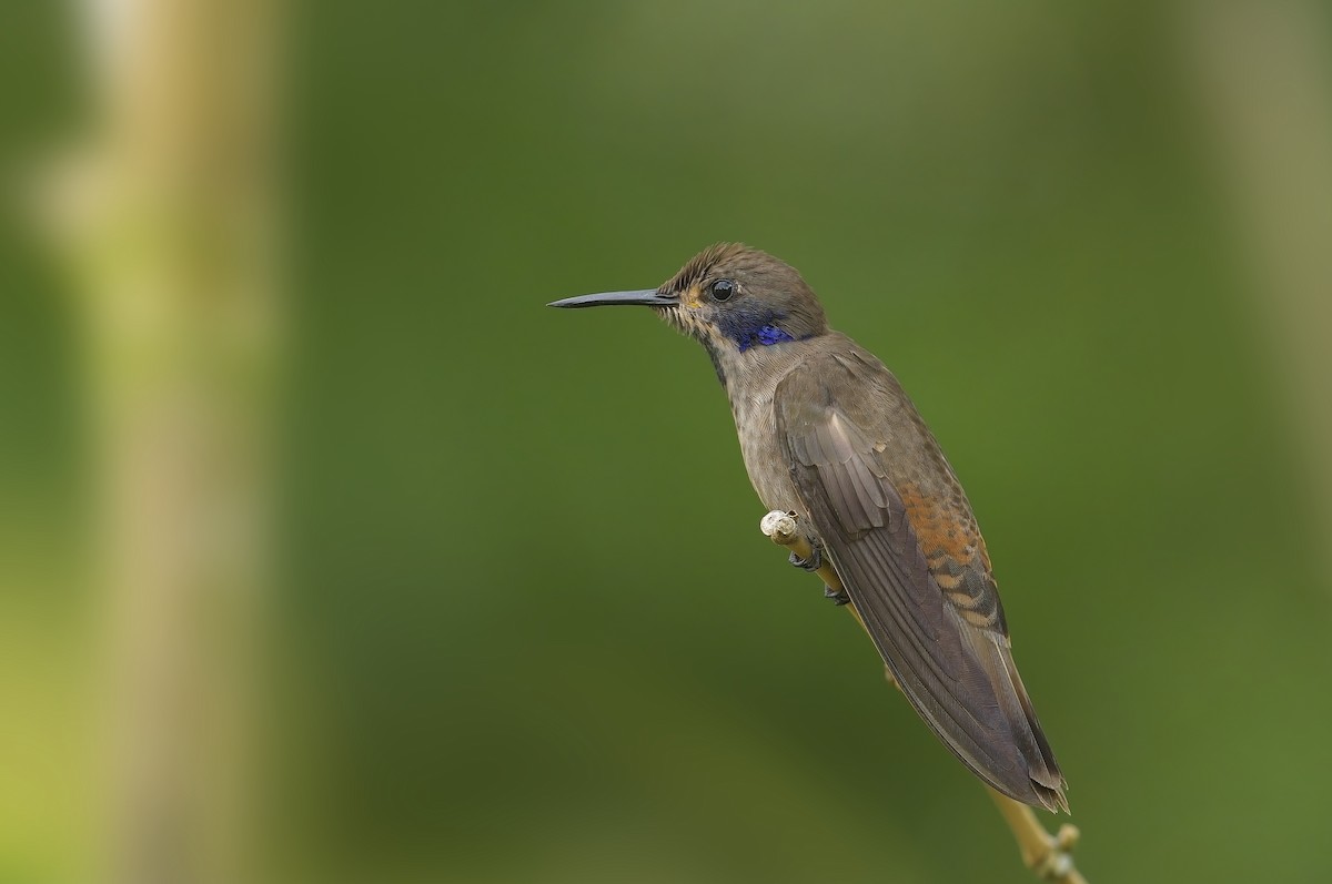 Brown Violetear - Cody Matheson