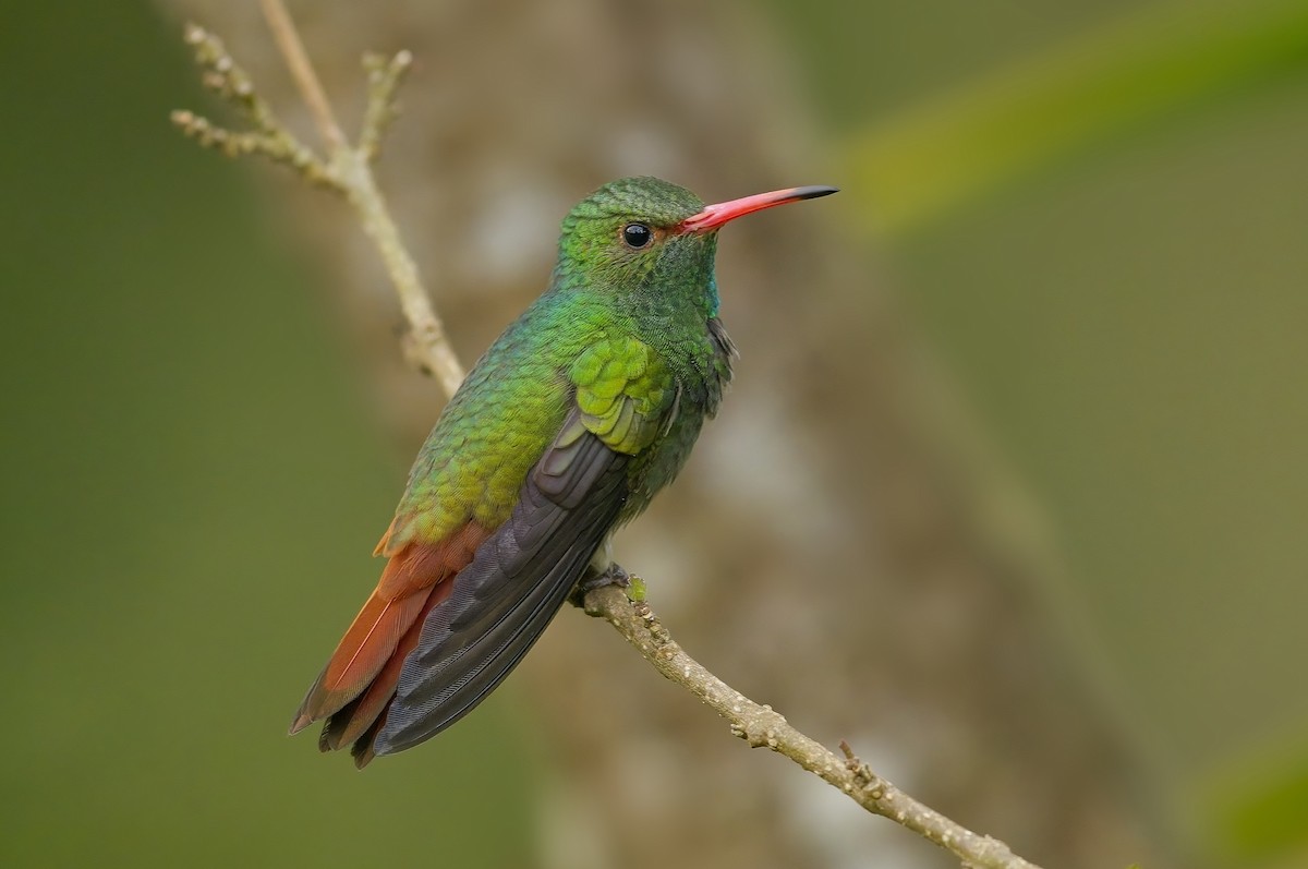 Rufous-tailed Hummingbird - Cody Matheson