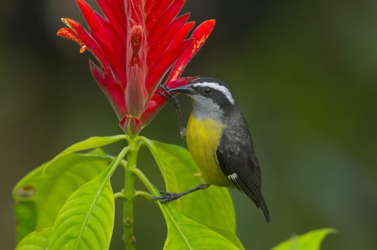 Bananaquit - Cody Matheson