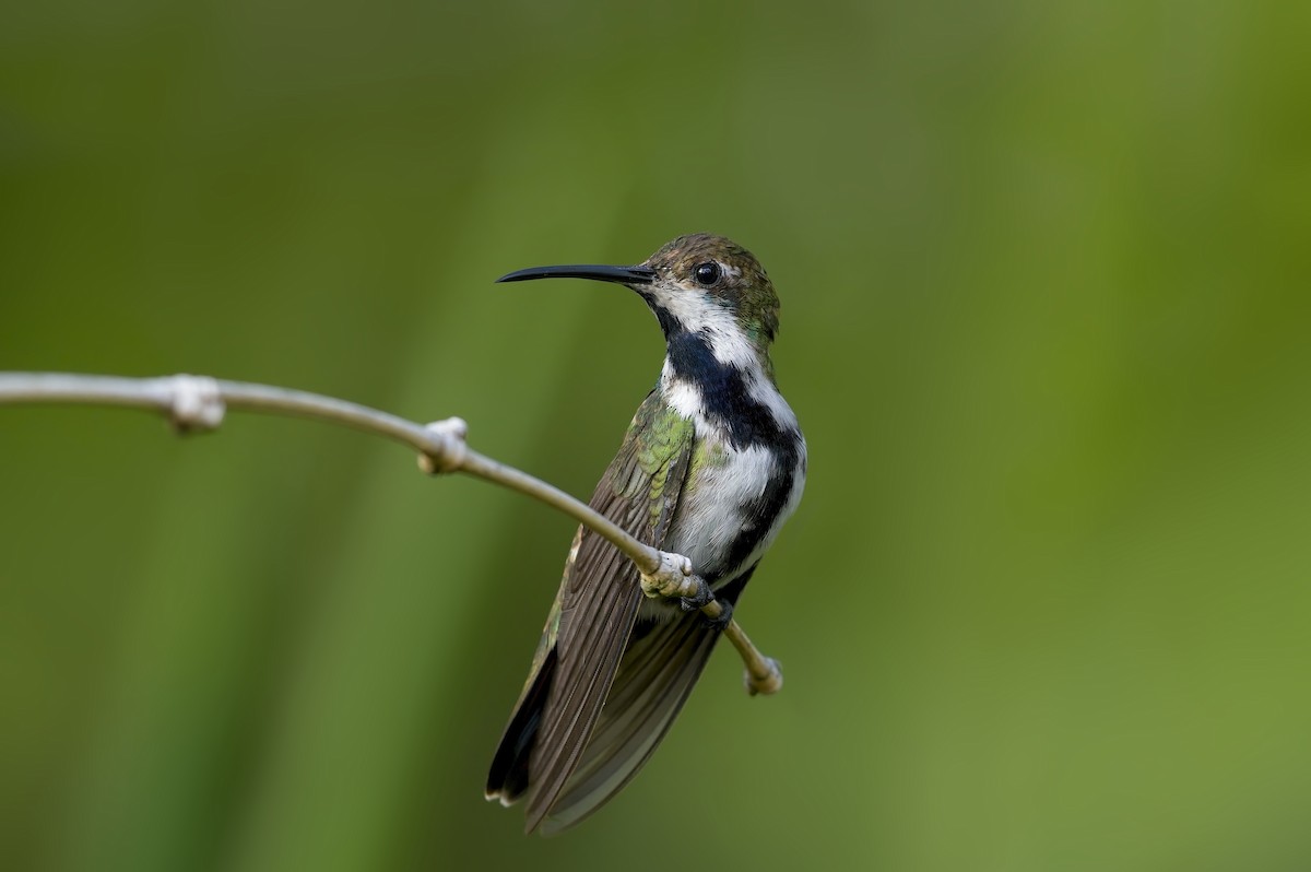 Black-throated Mango - ML600816431