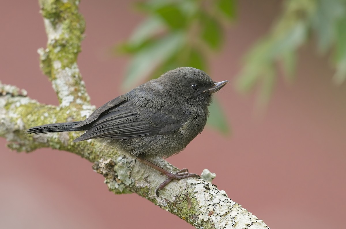 Black Flowerpiercer - Cody Matheson