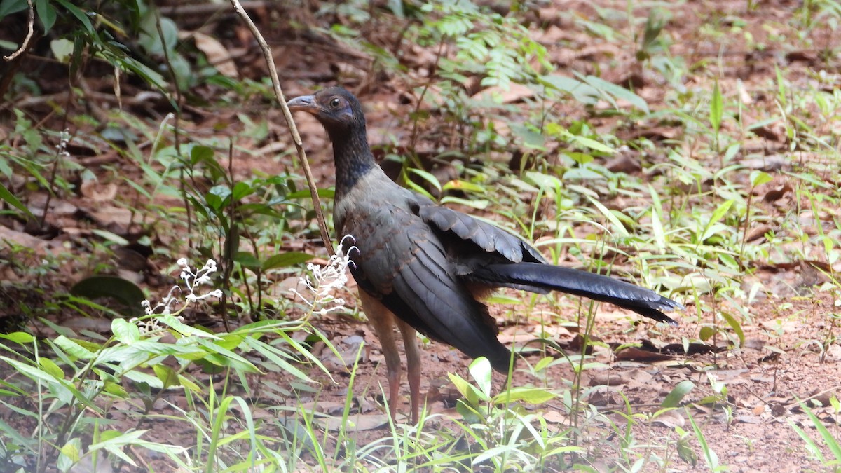 Coral-billed Ground-Cuckoo - ML600816771