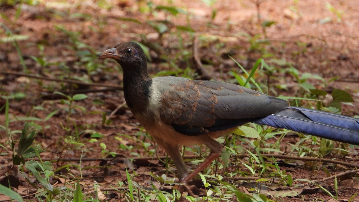 Coral-billed Ground-Cuckoo - ML600816781