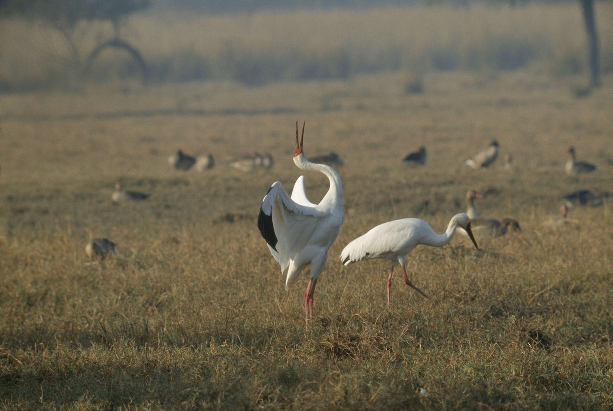 Grulla Siberiana - ML600816901