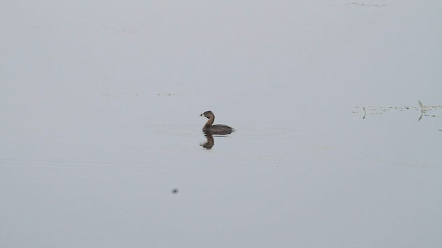 Pied-billed Grebe - ML600816981