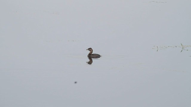 Pied-billed Grebe - ML600816981