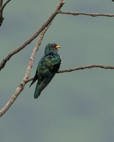 Asian Emerald Cuckoo - ML600818451