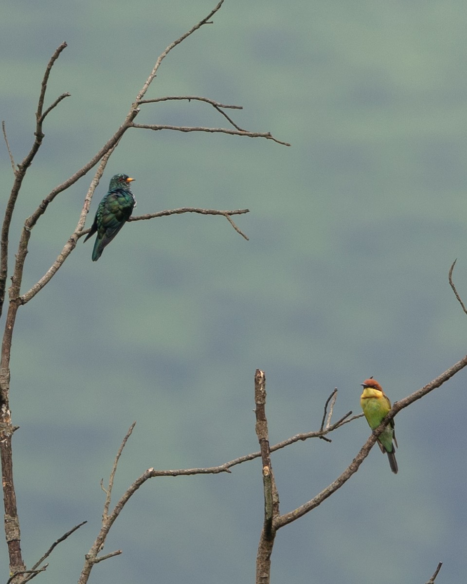 Asian Emerald Cuckoo - ML600818461