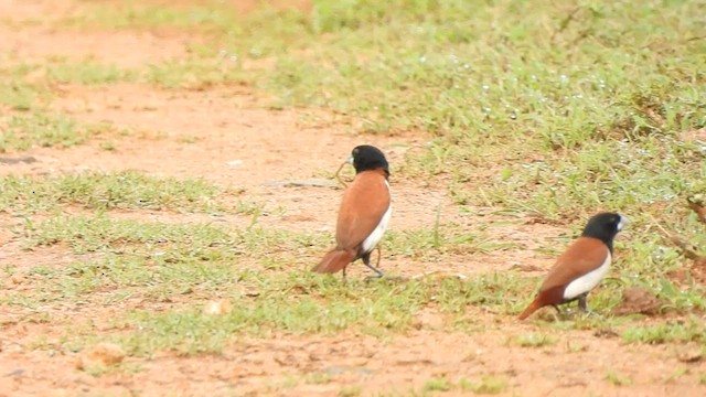 Tricolored Munia - ML600818721