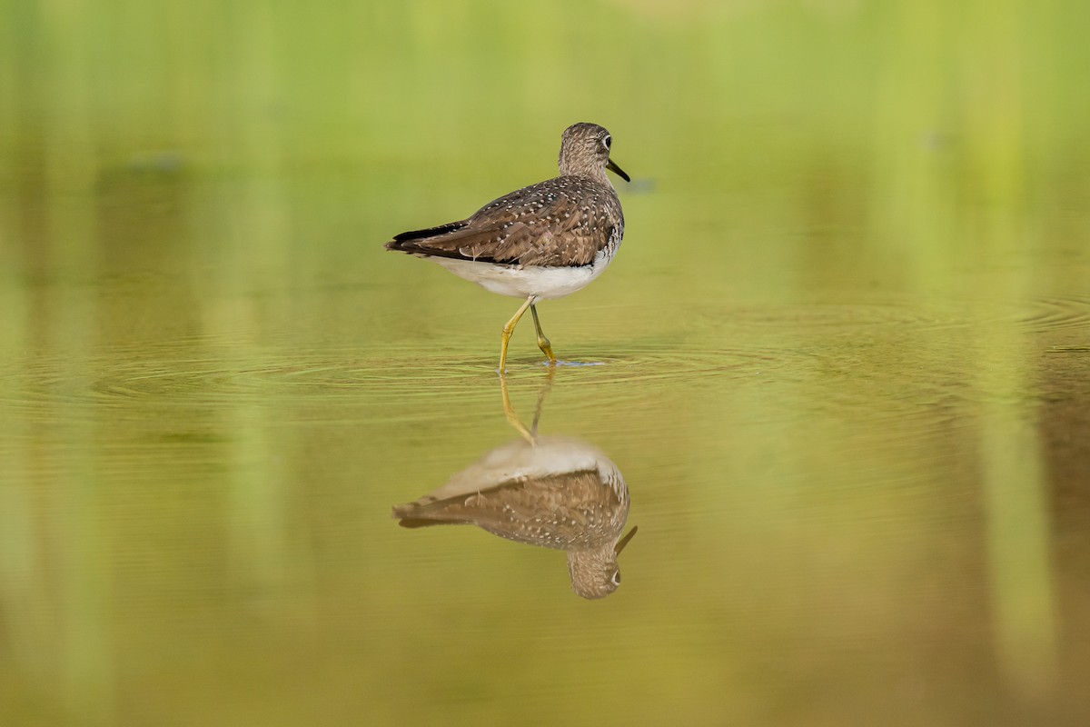 Solitary Sandpiper - ML600818961