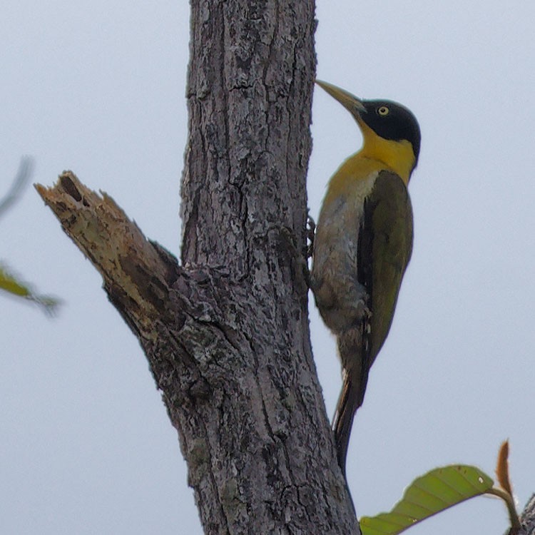 Black-headed Woodpecker - www.aladdin .st