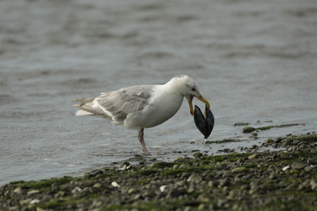 Glaucous-winged Gull - ML600819171