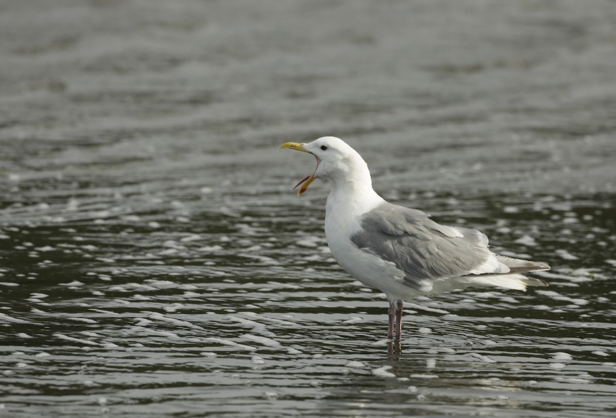 Glaucous-winged Gull - ML600819211