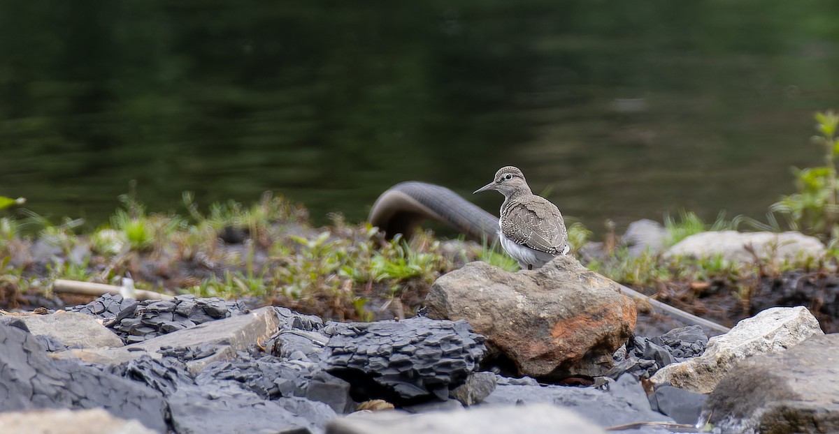 Common Sandpiper - Marvin Johanning