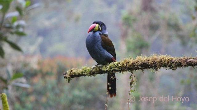 Gray-breasted Mountain-Toucan - ML600821951