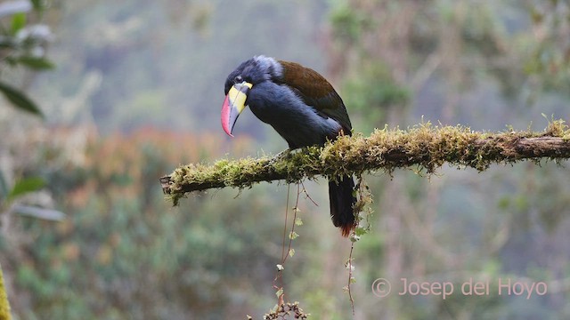 Gray-breasted Mountain-Toucan - ML600822331