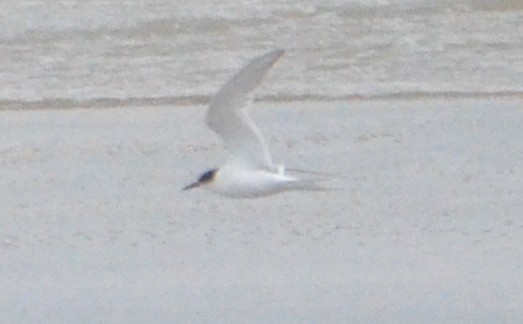 Little Tern - ML600822571