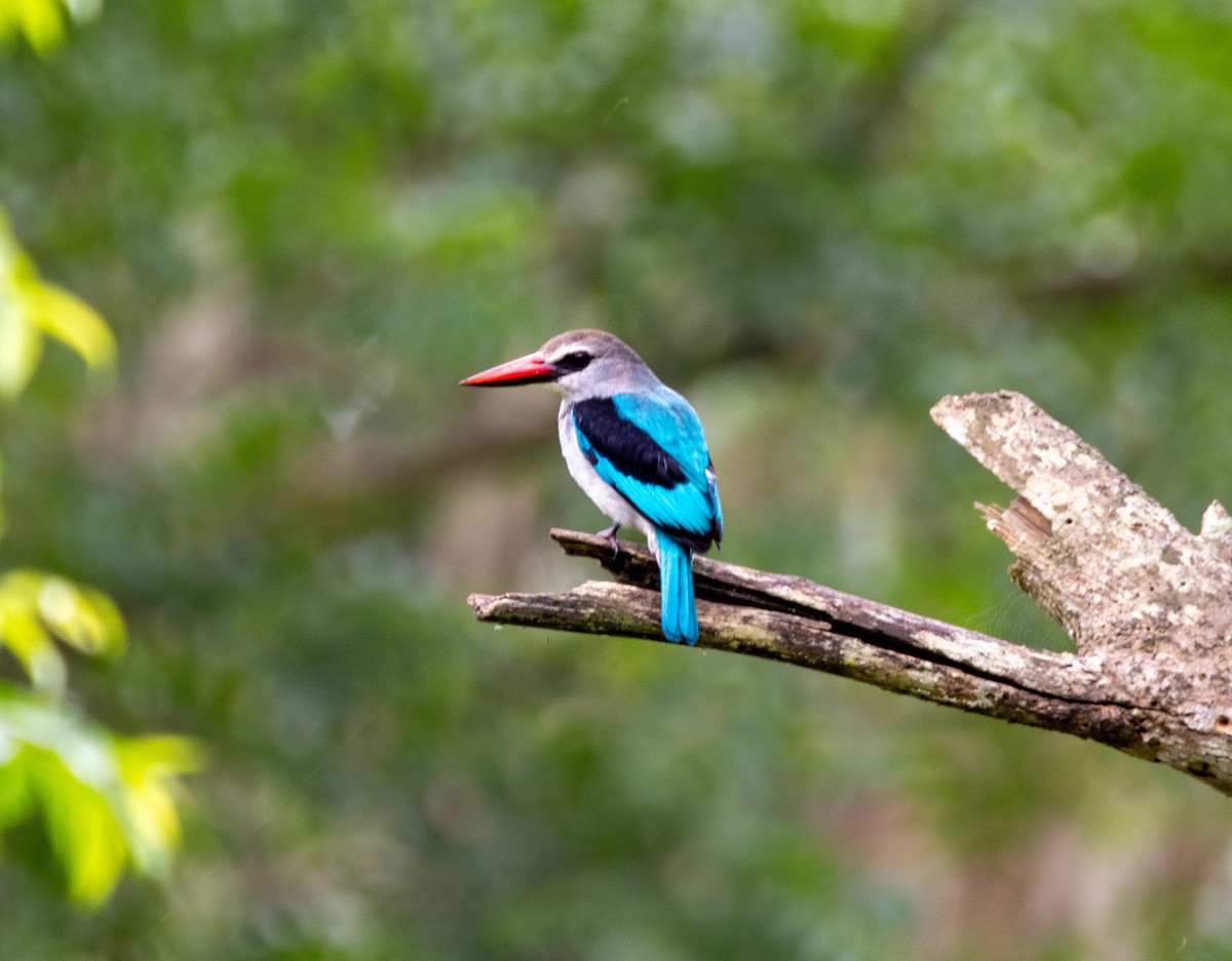 Woodland Kingfisher - ML600822801