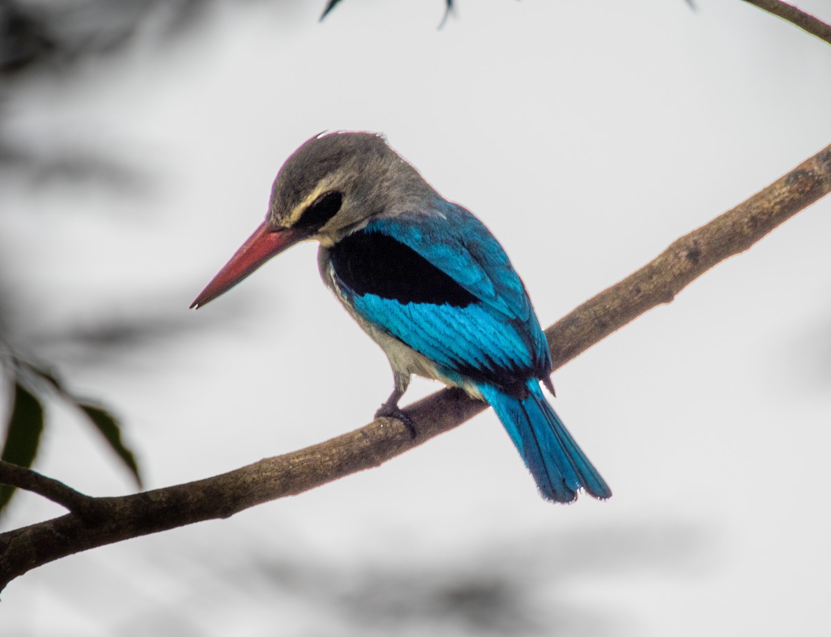 Woodland Kingfisher - ML600822811