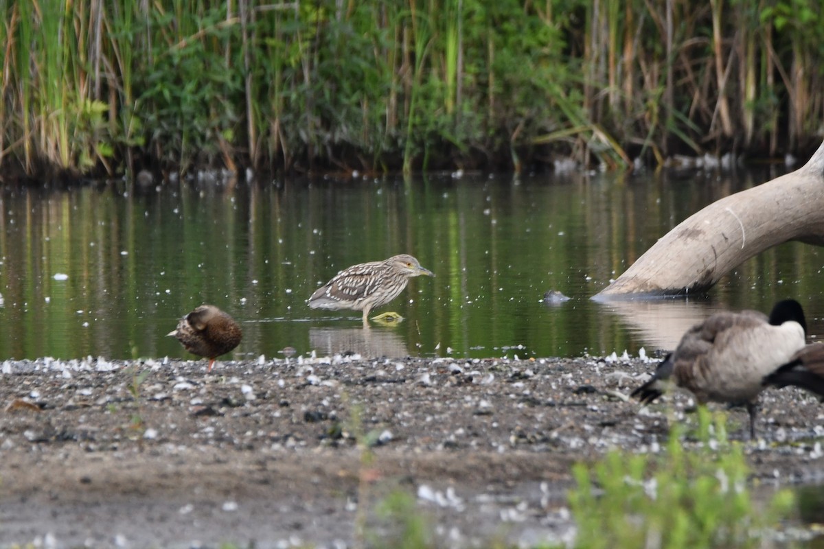 Black-crowned Night Heron - ML600822891