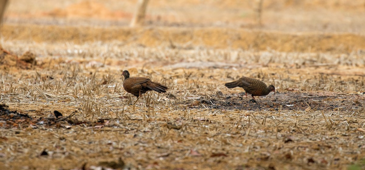 Red Spurfowl - ML60082301