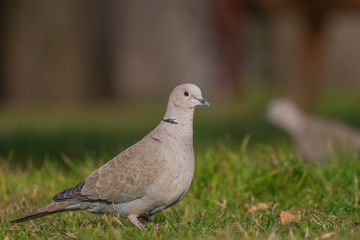 灰斑鳩 - ML600823111