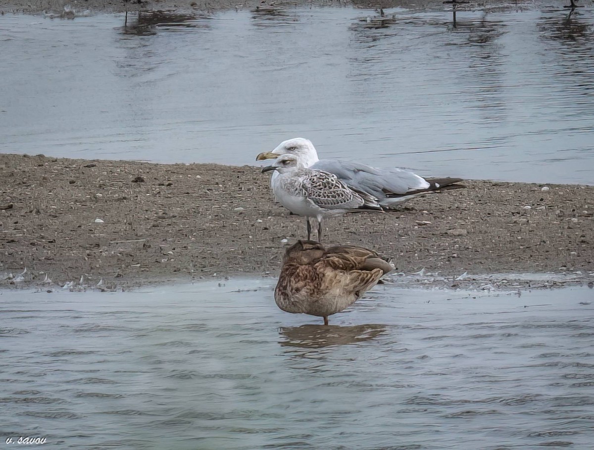 Mediterranean Gull - Strahil Peev