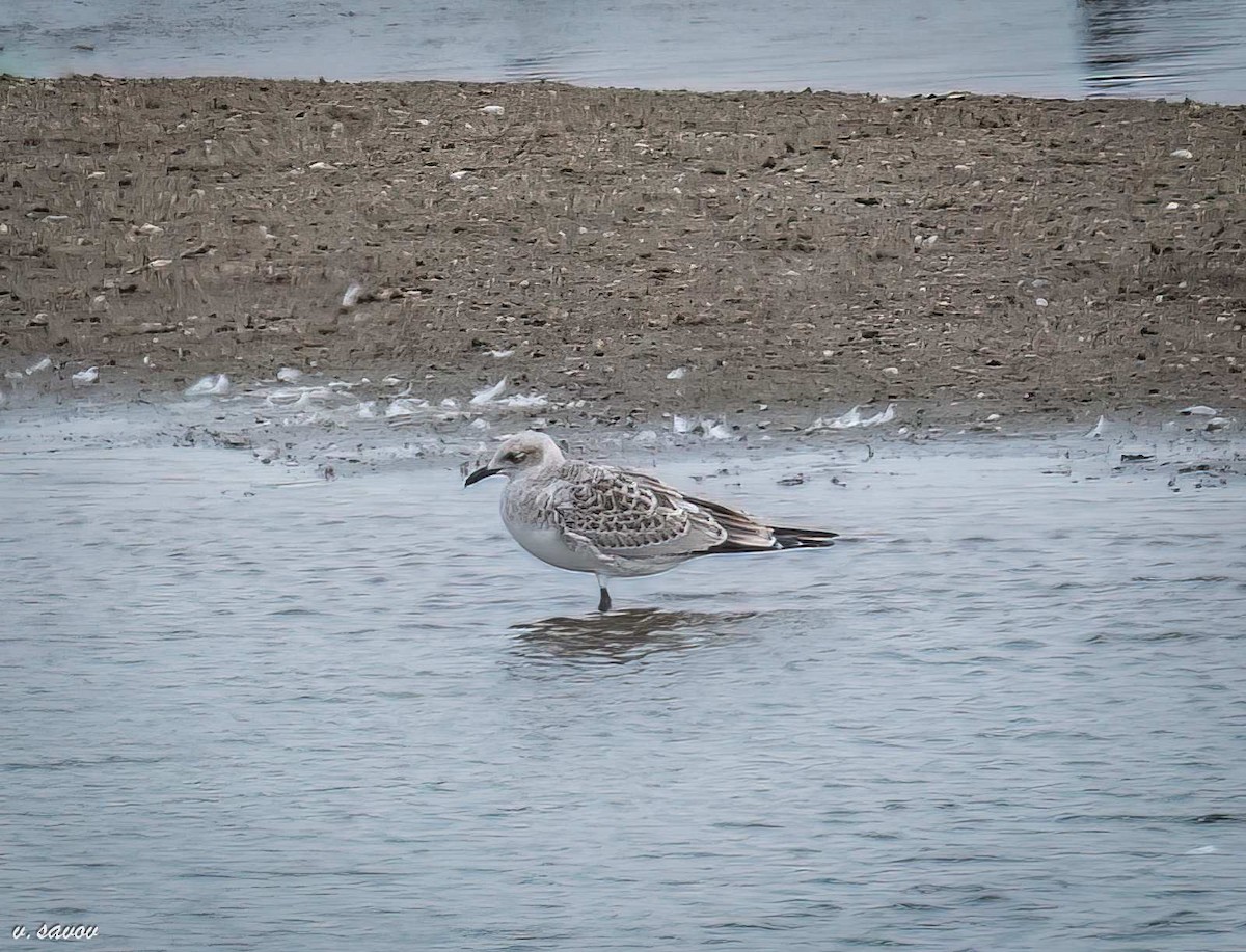 Mediterranean Gull - Strahil Peev