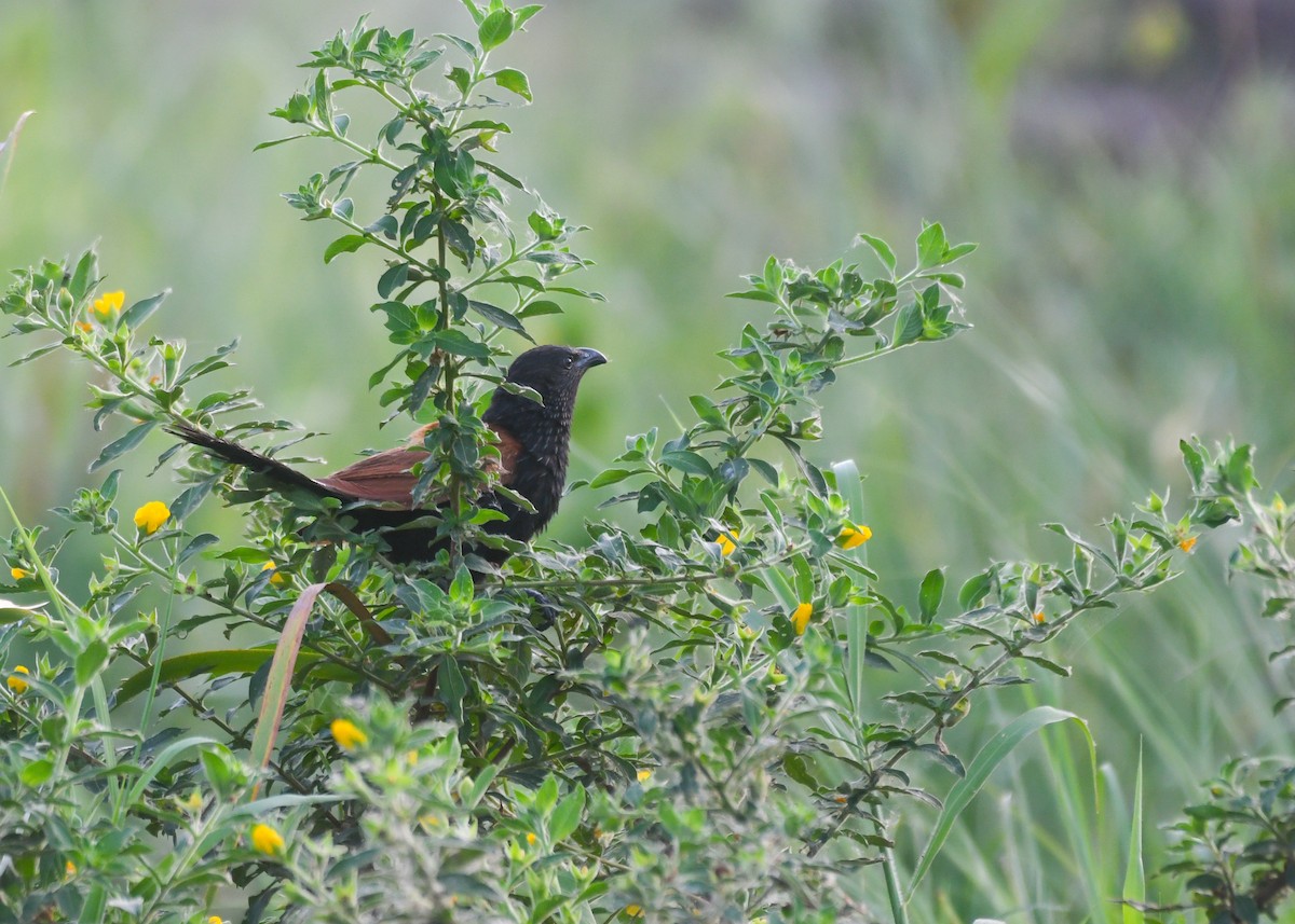 Lesser Coucal - ML600824181