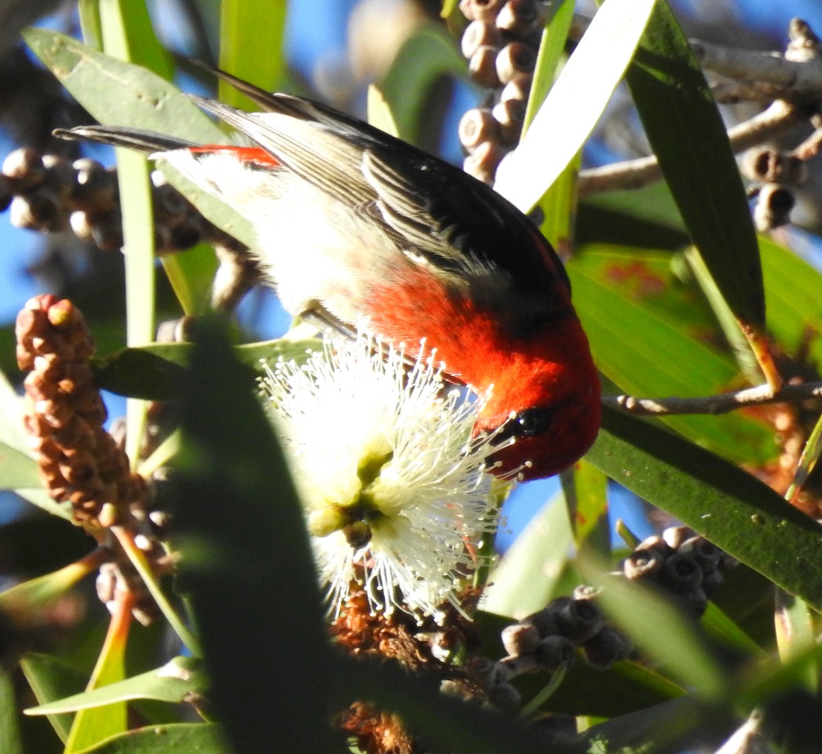 Mielero Escarlata - ML60082451