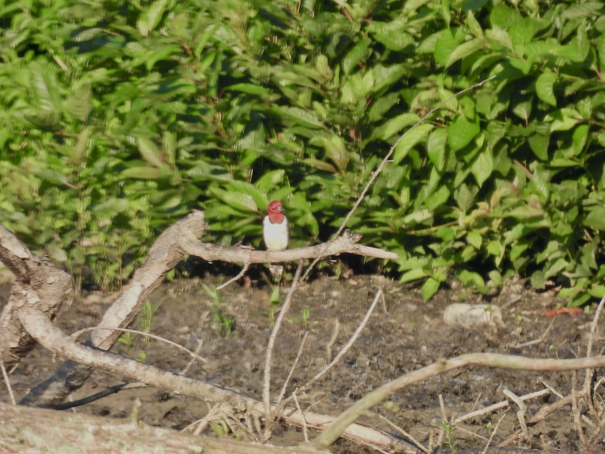 Red-headed Woodpecker - ML600824741