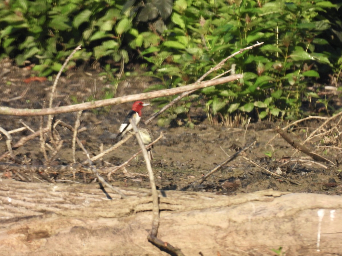 Red-headed Woodpecker - Corinna Honscheid
