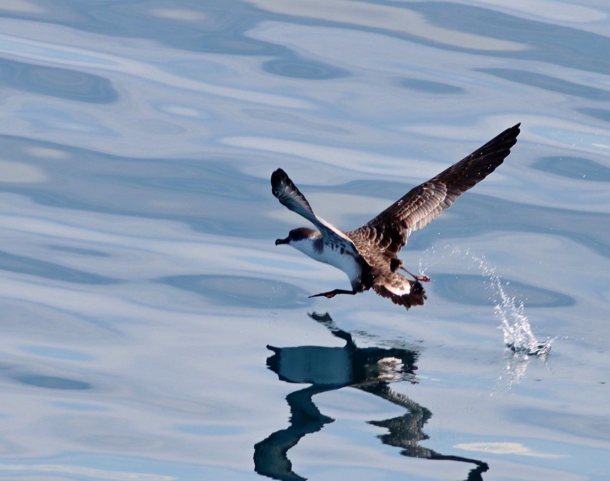 Pardela Capirotada - ML600825231