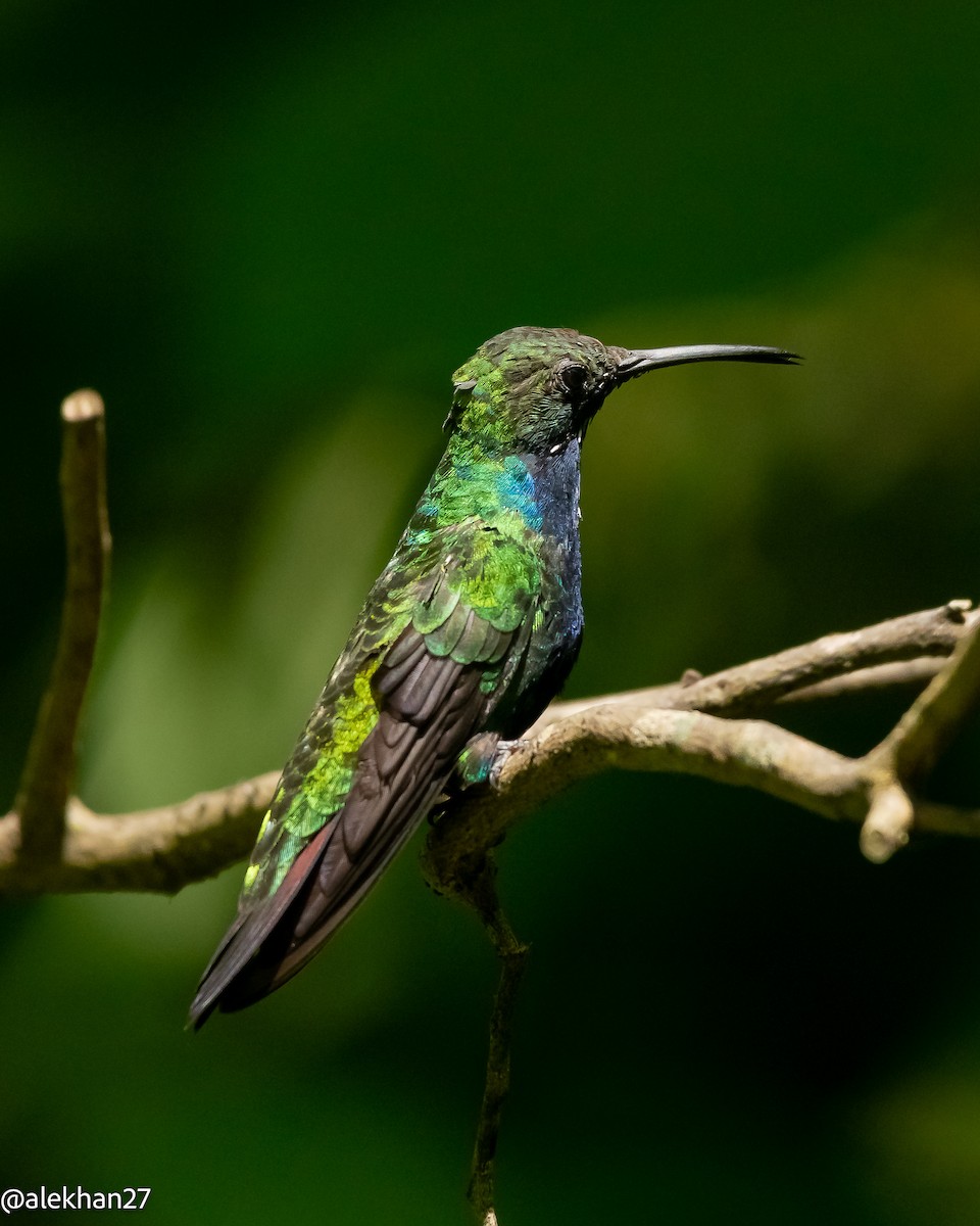 Black-throated Mango - ML600825271