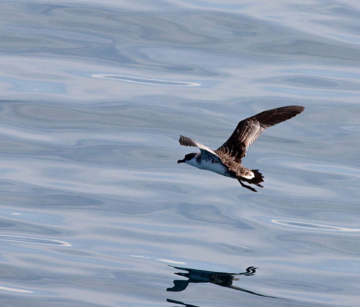 Pardela Capirotada - ML600825331