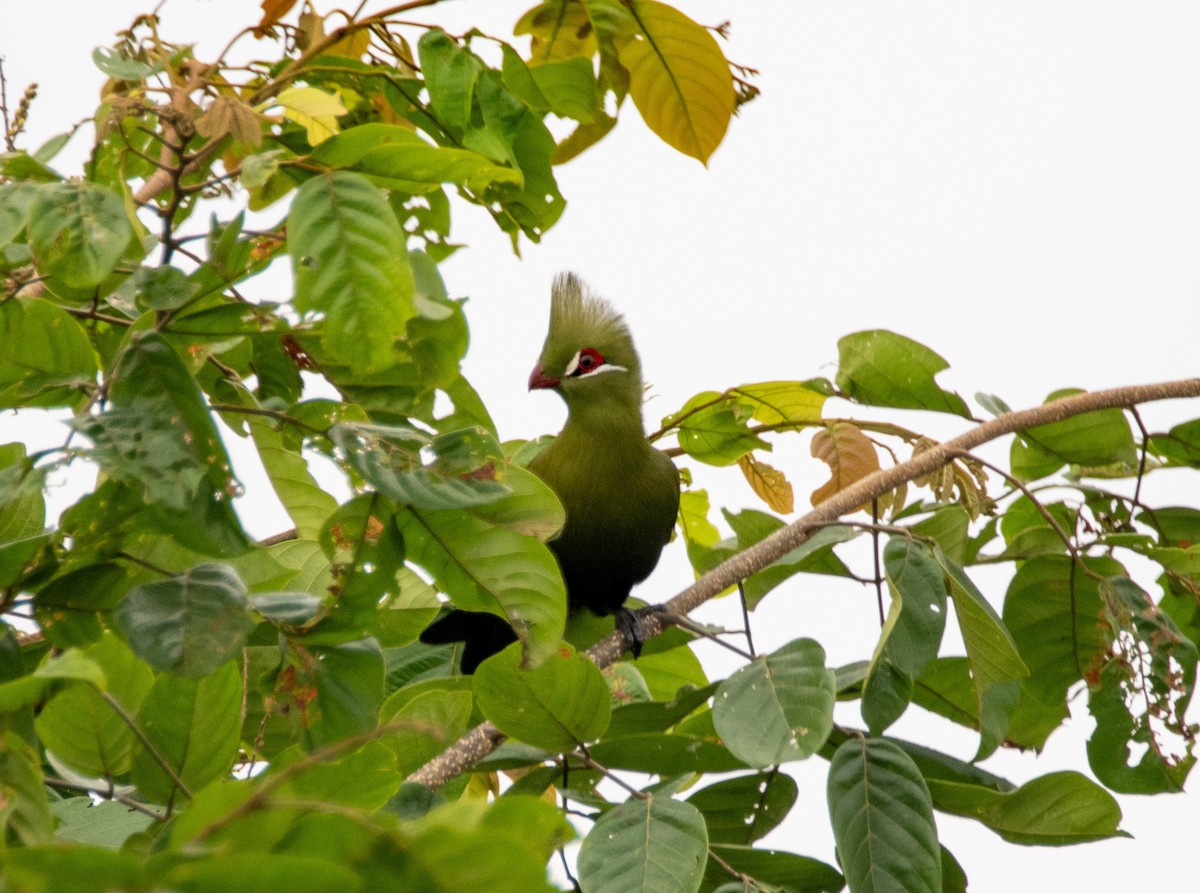 Guinea Turaco - Chuck Rumsey