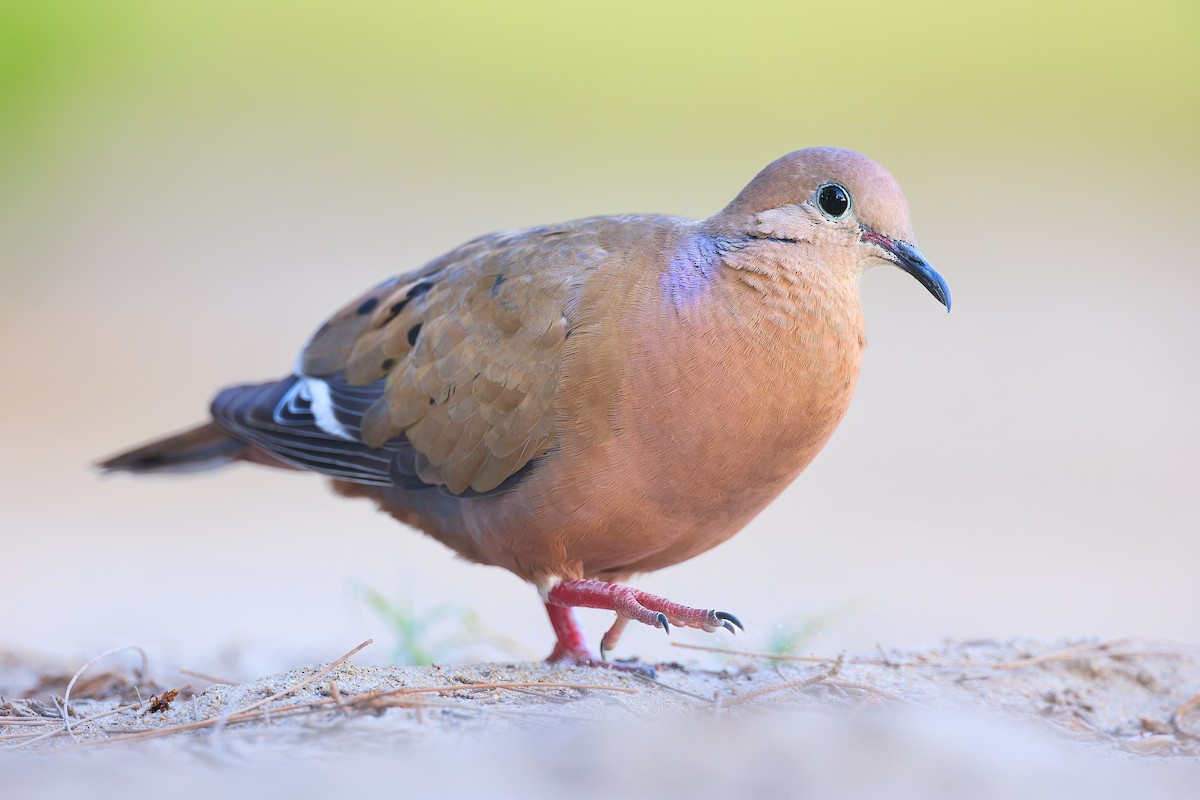 Zenaida Dove - ML600825691