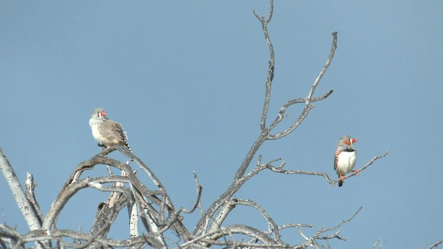 Zebra Finch (Australian) - ML600825861