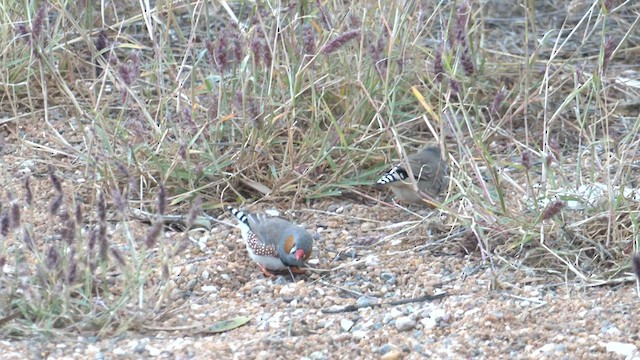 Zebra Finch (Australian) - ML600826171