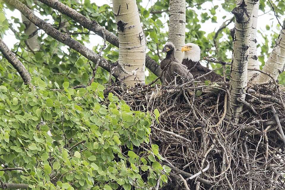 Bald Eagle - ML60082641