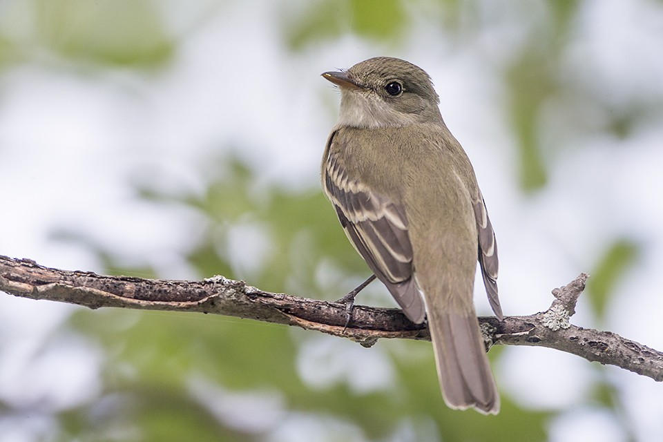 Least Flycatcher - ML60082651