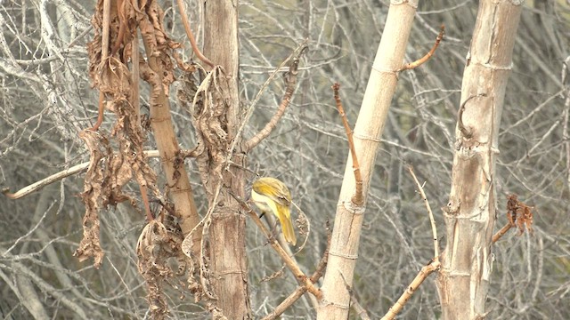 White-plumed Honeyeater - ML600826921