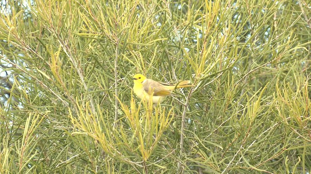 White-plumed Honeyeater - ML600826971