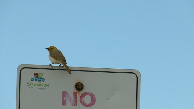 White-plumed Honeyeater - ML600827001