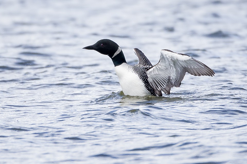 Common Loon - ML60082701