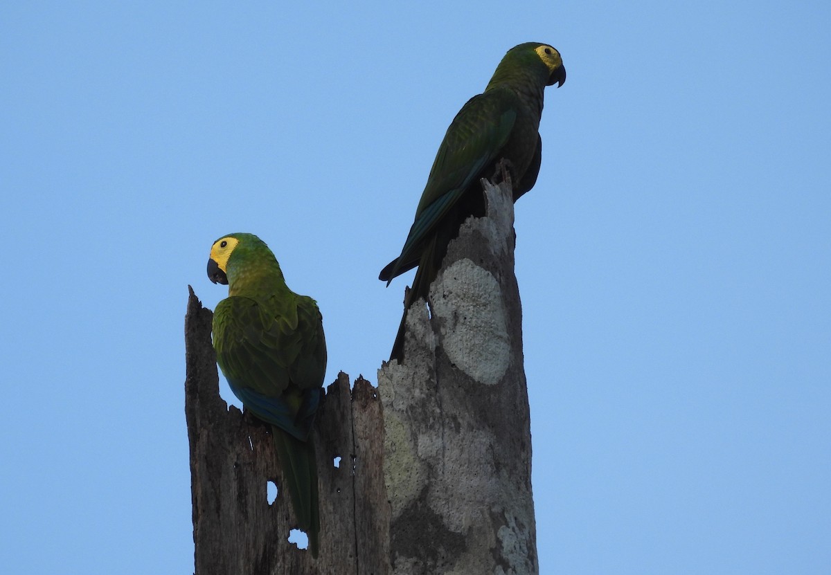 Red-bellied Macaw - ML600827011