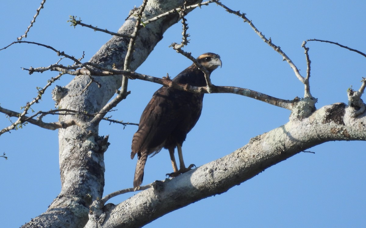 Great Black Hawk - ML600827161