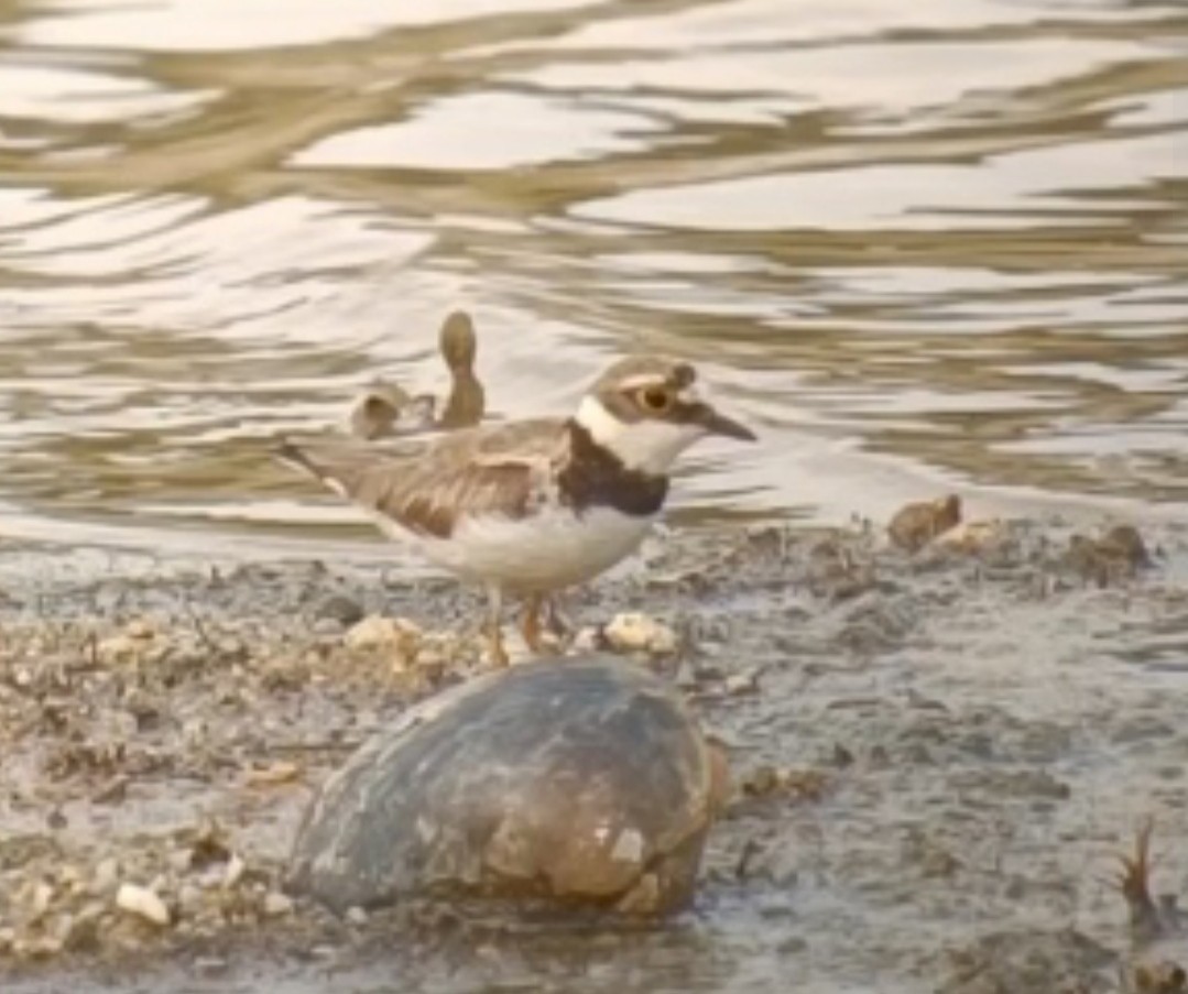 Little Ringed Plover - John Howes